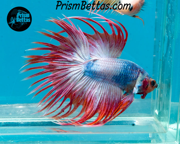 Pink Marble Crowntail Male