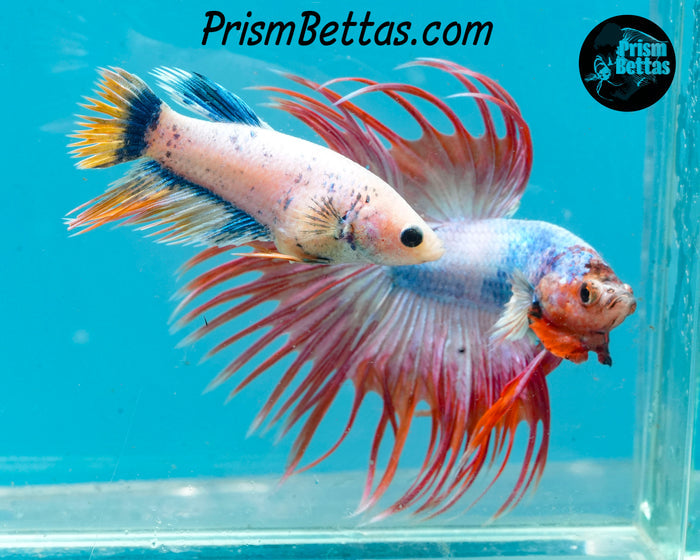 Pink Marble Crowntail Male