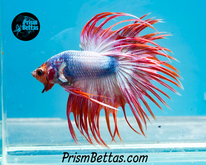 Pink Marble Crowntail Male