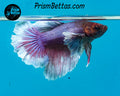 Purple Dumbo Halfmoon Female