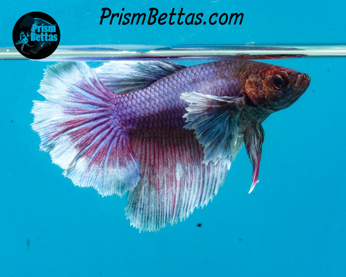 Purple Dumbo Halfmoon Female
