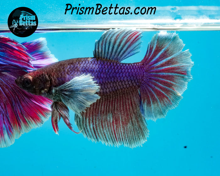 Purple Dumbo Halfmoon Female