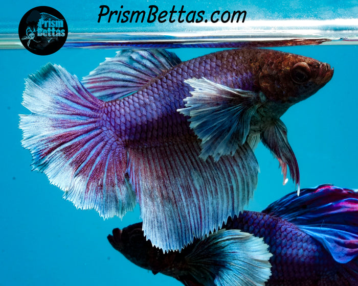 Purple Dumbo Halfmoon Female