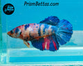 Rainbow Marble Halfmoon Female