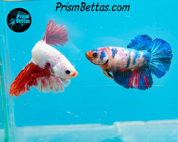 Rainbow Marble Halfmoon Female