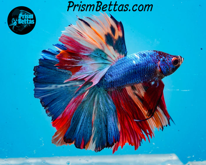 Rainbow Marble Halfmoon Male