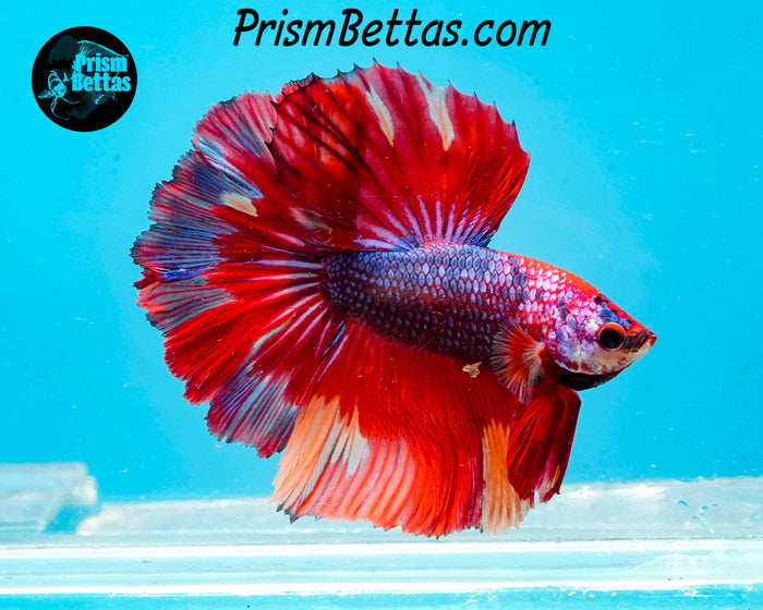 Rainbow Marble Halfmoon Male