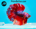Rainbow Marble Halfmoon Male
