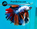 Rainbow Marble Halfmoon Male