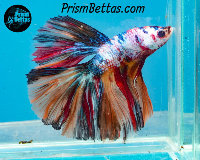 Rainbow Marble Halfmoon Male