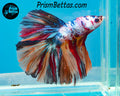 Rainbow Marble Halfmoon Male
