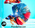 Rainbow Marble Halfmoon Male