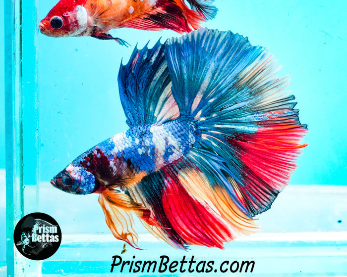 Rainbow Marble Halfmoon Male