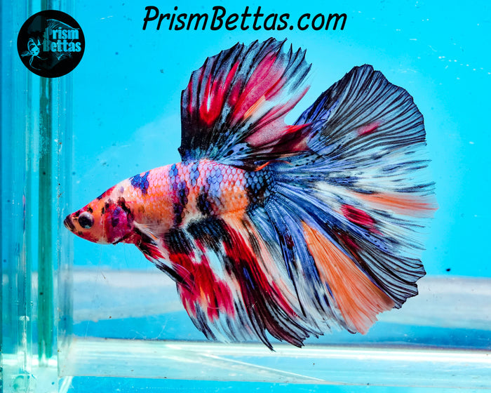 Rainbow Marble Halfmoon Male