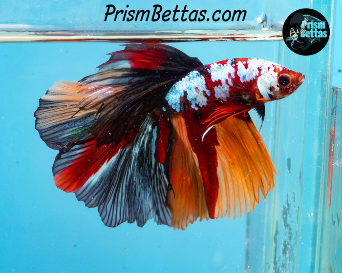 Rainbow Marble Halfmoon Male