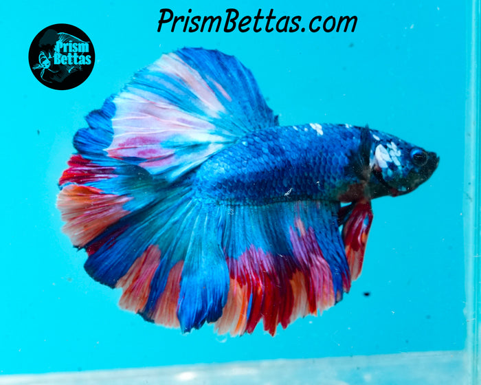 Rainbow Marble Halfmoon Male
