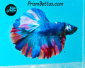 Rainbow Marble Halfmoon Male