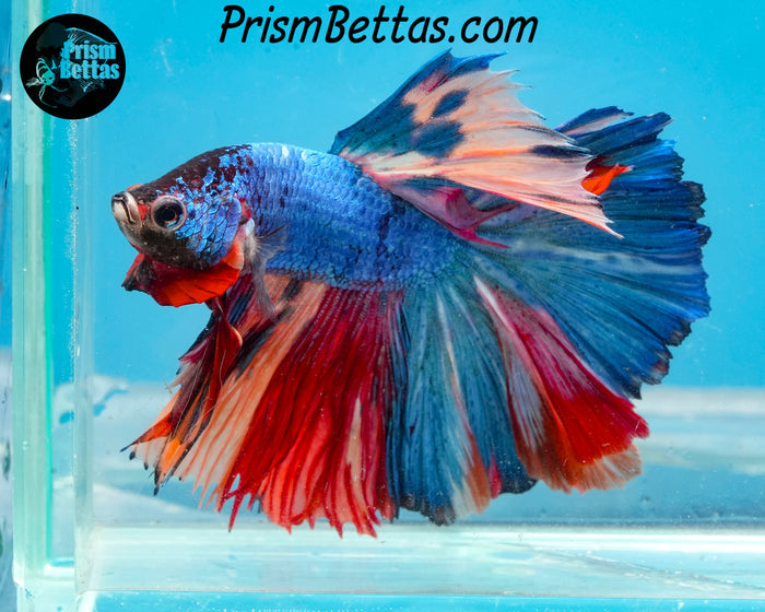 Rainbow Marble Halfmoon Male