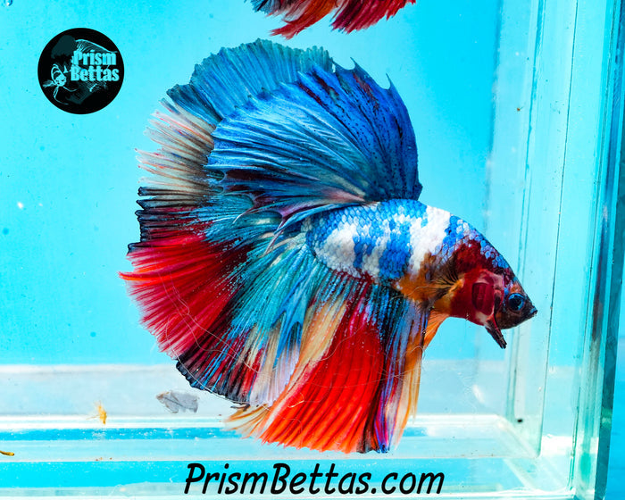 Rainbow Marble Halfmoon Male