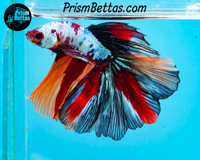 Rainbow Marble Halfmoon Male