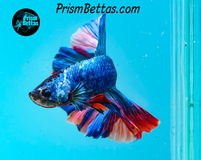 Rainbow Marble Halfmoon Male