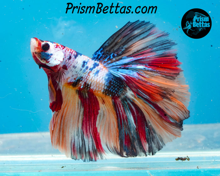 Rainbow Marble Halfmoon Male