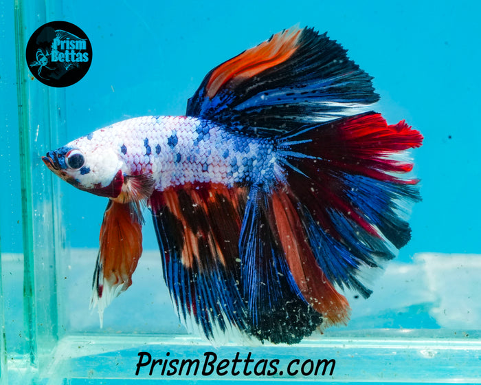 Rainbow Marble Halfmoon Male