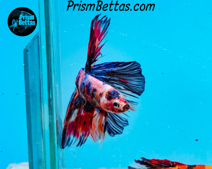 Rainbow Marble Halfmoon Male