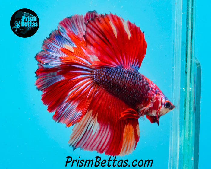 Rainbow Marble Halfmoon Male