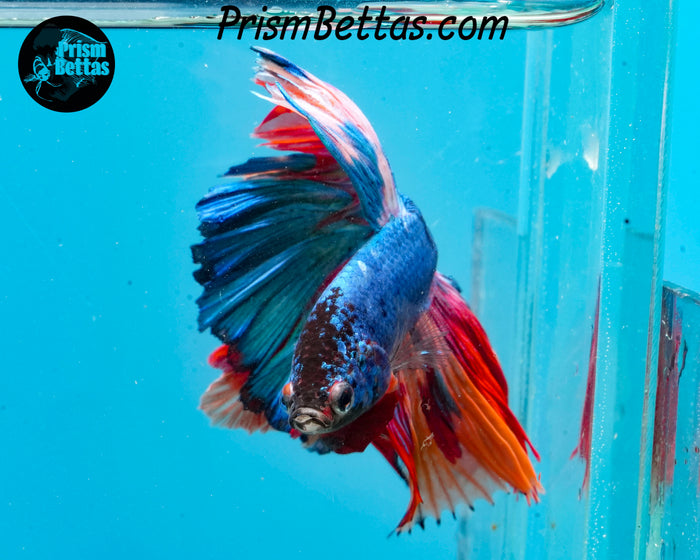 Rainbow Marble Halfmoon Male
