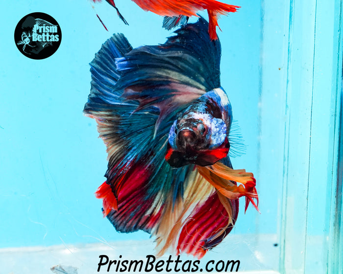 Rainbow Marble Halfmoon Male