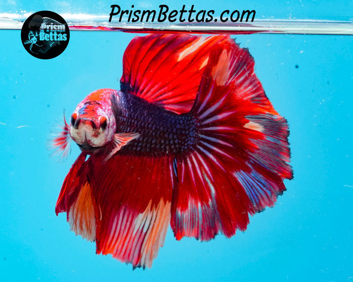 Rainbow Marble Halfmoon Male