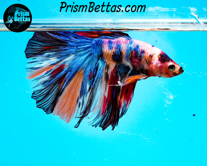 Rainbow Marble Halfmoon Male