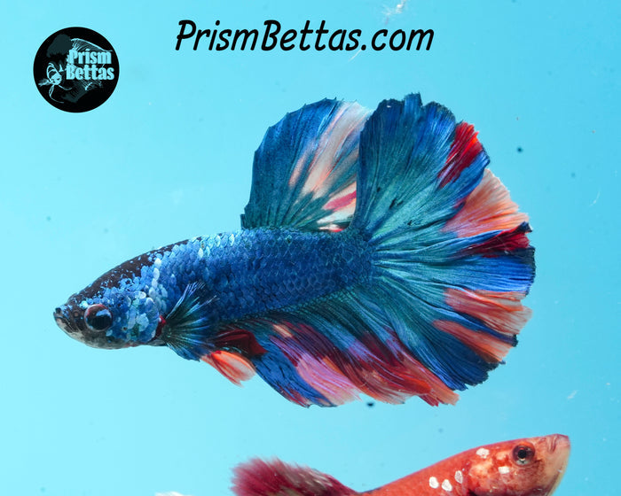 Rainbow Marble Halfmoon Male