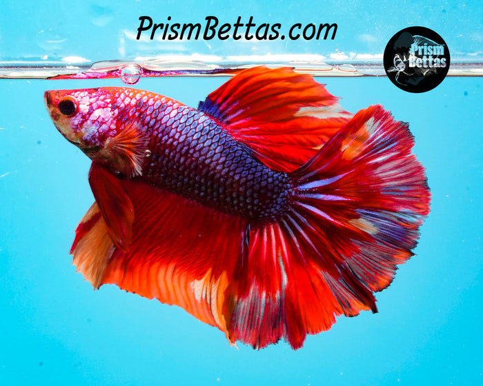 Rainbow Marble Halfmoon Male