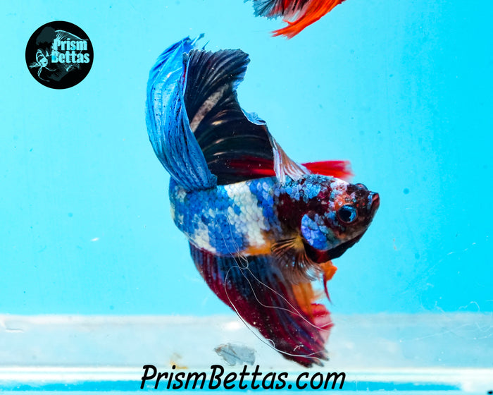 Rainbow Marble Halfmoon Male