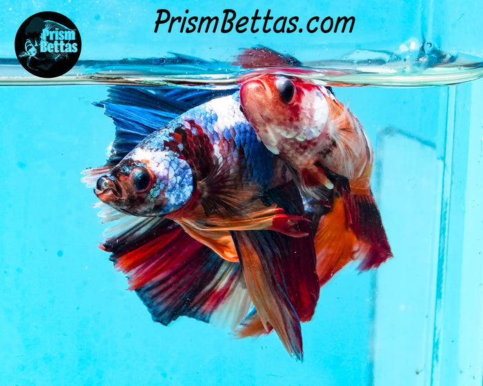 Rainbow Marble Halfmoon Male