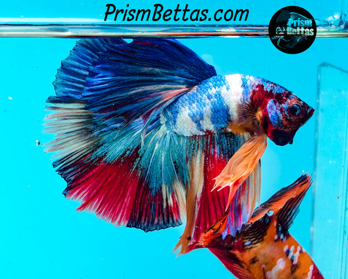 Rainbow Marble Halfmoon Male