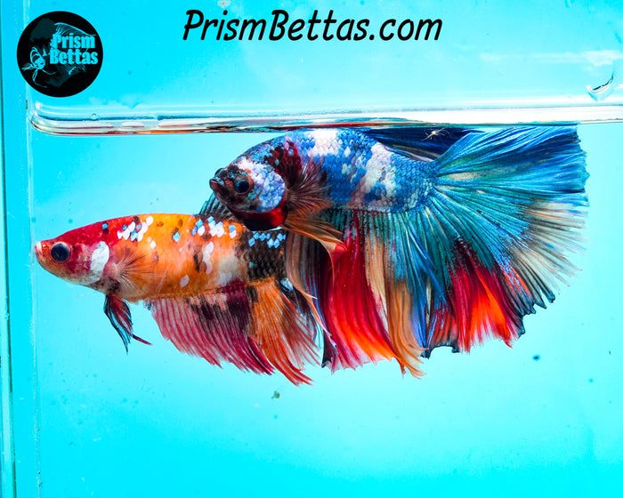 Rainbow Marble Halfmoon Male