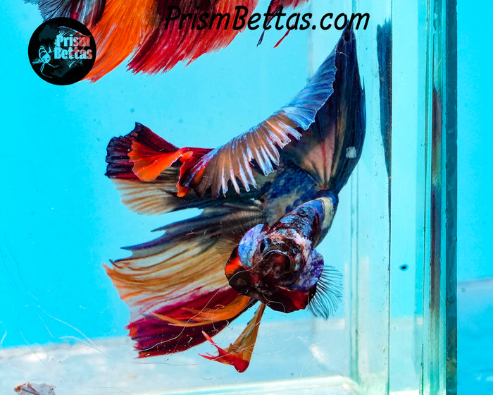 Rainbow Marble Halfmoon Male