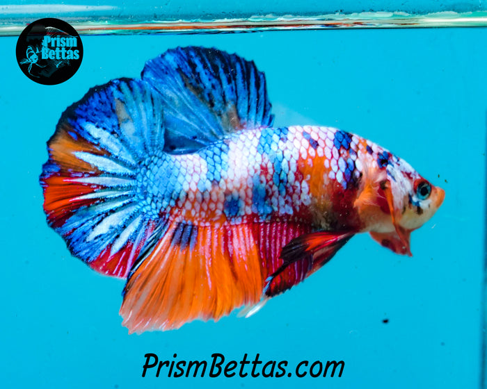 Rainbow Marble Halfmoon Plakat Male
