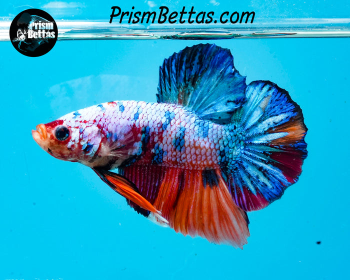Rainbow Marble Halfmoon Plakat Male