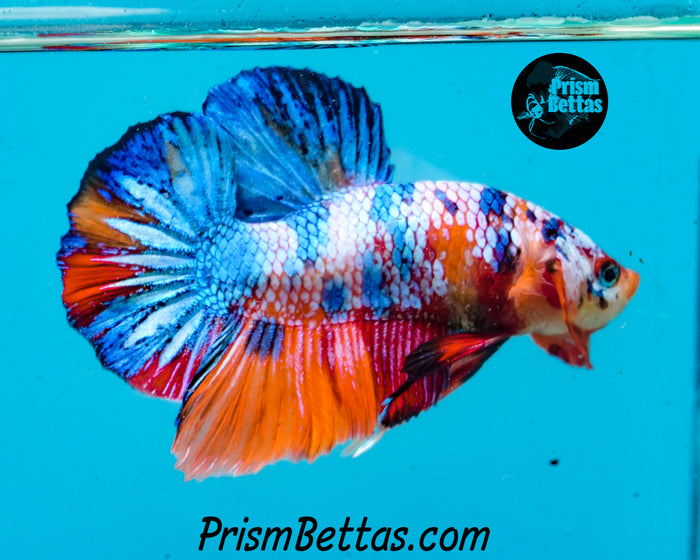 Rainbow Marble Halfmoon Plakat Male