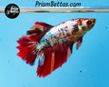 Rainbow Marble Rosetail Halfmoon Female