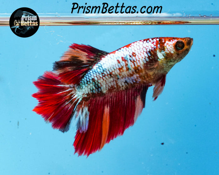 Rainbow Marble Rosetail Halfmoon Female