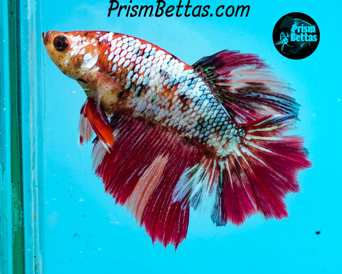 Rainbow Marble Rosetail Halfmoon Female