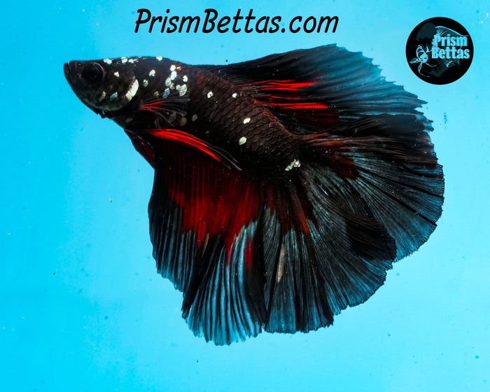 Red Devil Copper Blacklight Doubletail Halfmoon Male