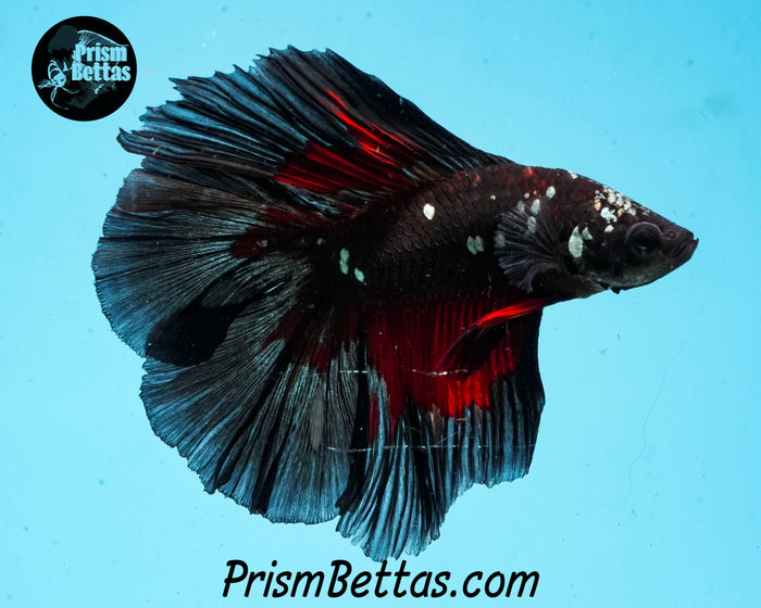 Red Devil Copper Blacklight Doubletail Halfmoon Male
