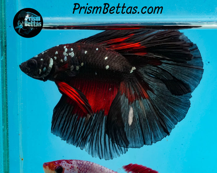 Red Devil Copper Blacklight Doubletail Halfmoon Male