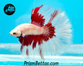 Red Dragon Butterfly Halfmoon Male